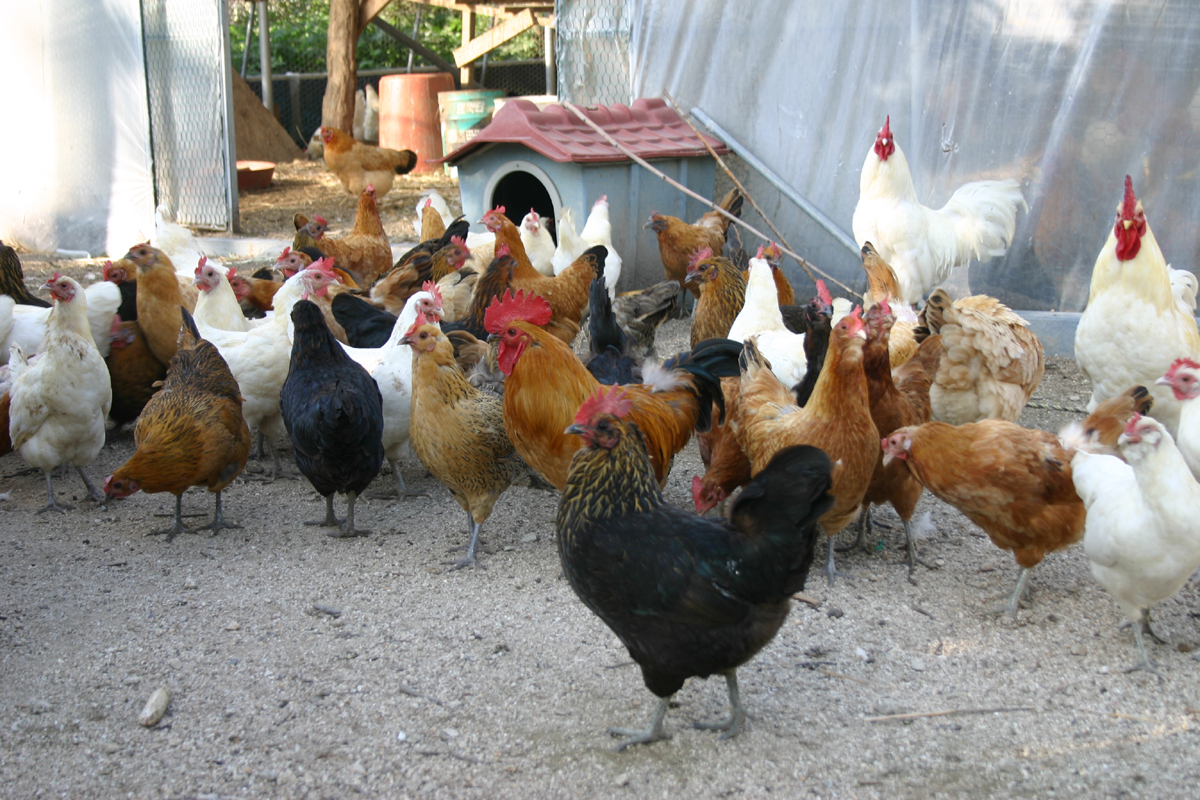 바보 숲 농원 닭님들이 식사시간 때를 알고 집합하고 있다.