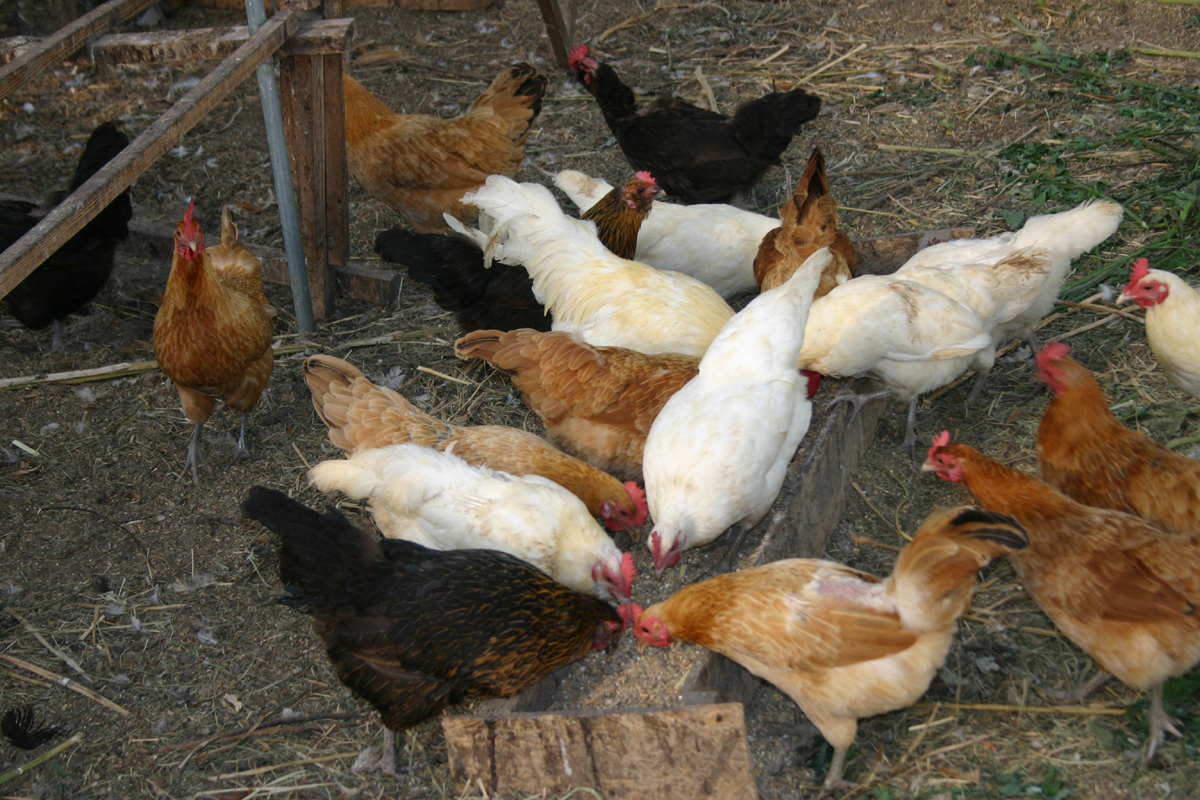 닭장 모이통에서 만찬을 즐기는 닭님들
