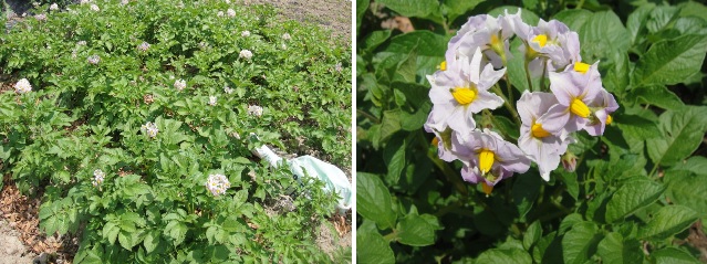            감자 꽃이 핀 감자밭입니다. 올봄 감자 씨를 땅에 묻고 약 한 달 쯤 지난 5월 22일입니다. 감자 꽃을 없애야 감자가 잘 여문다는 말도 있습니다.