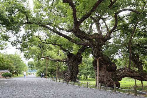 수령 430년 된 충효마을의 버드나무 고목. ‘김덕령나무’로 불린다. 