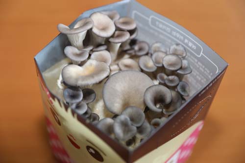 차주훈 씨가 개발한 버섯 체험용 키트 '자라라'. 남녀노소 누구나 버섯을 키울 수 있는 체험용 상자다.