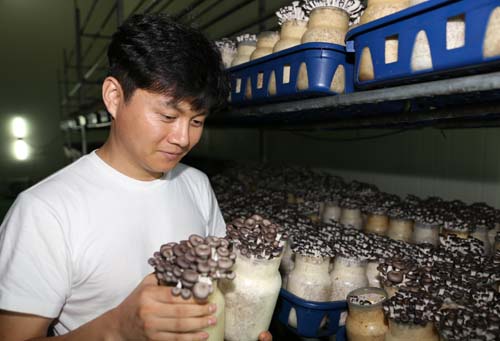 차주훈 씨가 버섯재배사에서 병버섯을 들여다보고 있다. 차 씨는 가업을 잇고 있는 2세 버섯 재배농이다.