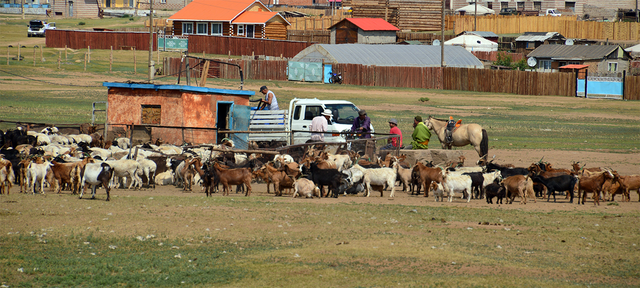 염소시장 몽골의 가축 중 수가 가장 많은 염소는 시장에서도 활발하게 거래된다.