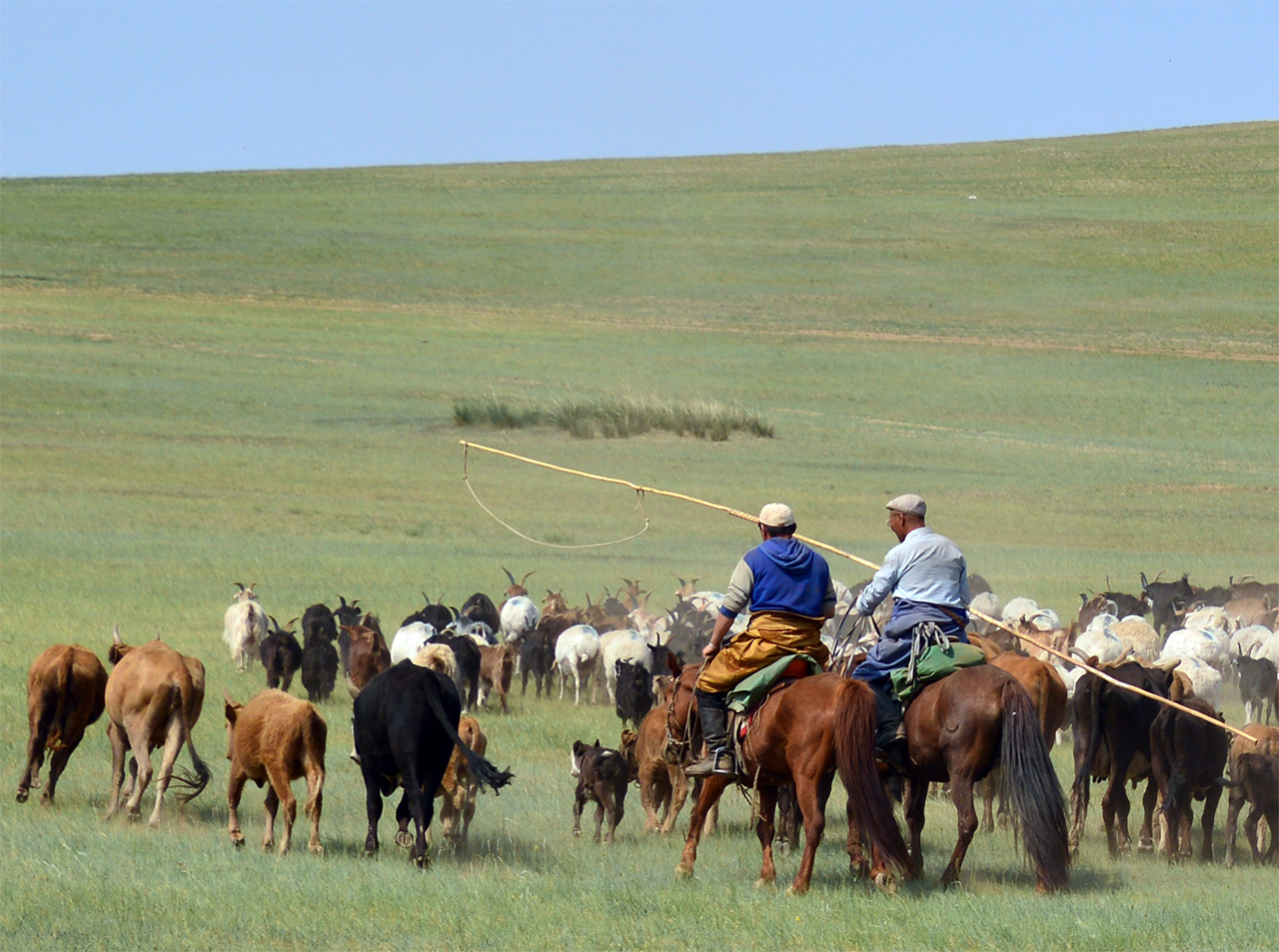 몽골의 유목민 유목민들은 가축을 자신의 가족들처럼 키운다.