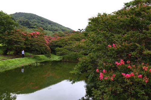 진분홍색 배롱나무 꽃이 피어나고 있는 명옥헌원림 풍경. 산그림자가 연못에 반영돼 아름답다. 지난 7월 27일 모습이다.