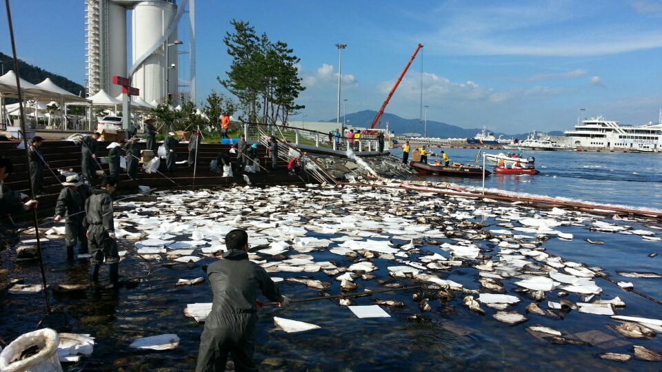 26일 여수세계박람회장 해안에 중질유가 떠밀린 가운데 참가자들이 기름띠를 제거하고 있다. 