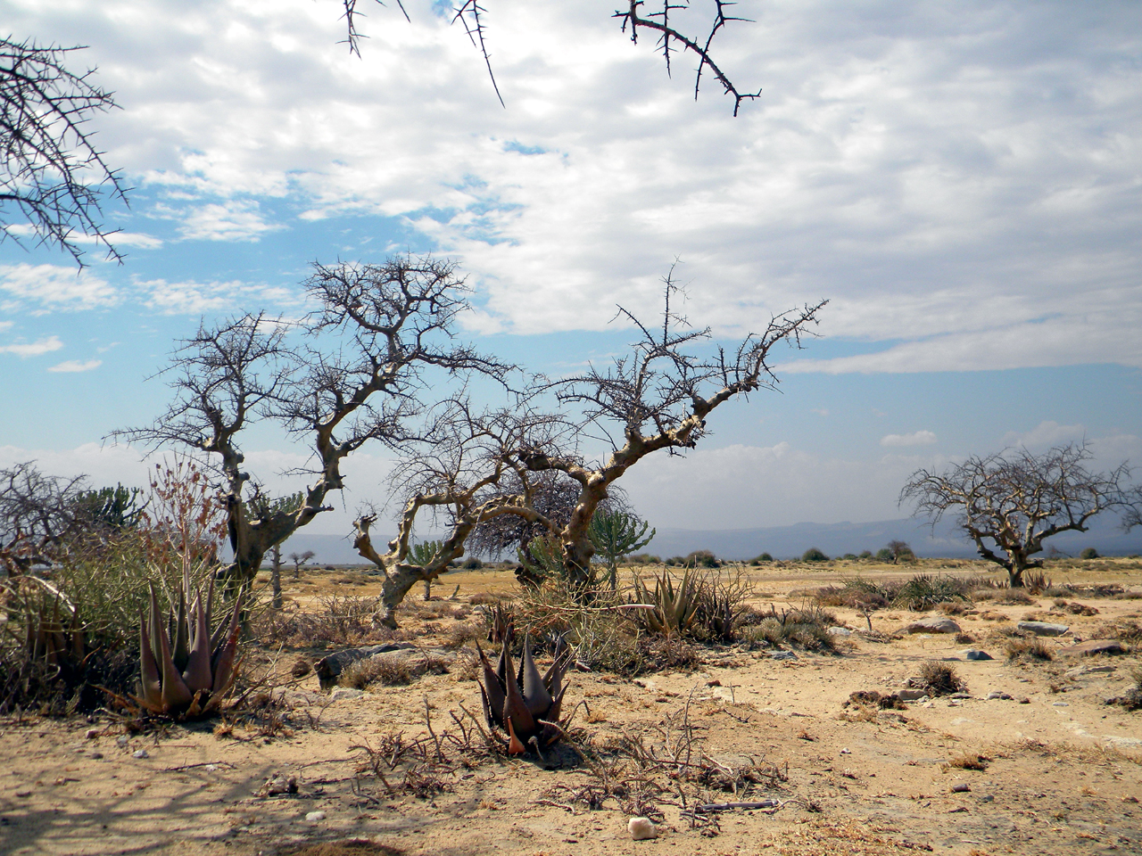 바오밥 나무 군락 다음으로 황량한 사바나 평원이 나타난다.
탄자니아 최고봉인 메루산(4565m)과 킬리만자로산(5895m)이 있는 아루샤와 모시는 일년중 우기가 두 번으로 녹음이 우거져 있다. 반면 이 두 도시를 벗어나면 우기는 일년중 한 번뿐인 사바나 기후로 황량한 풍경이 펼쳐진다.
