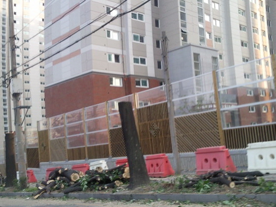 2011년 대전의 한 아파트 앞에 가로수가 베어지고 있다. 