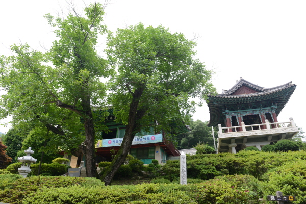 광덕사에 있는 천연기념물 제398호인 400년된 호두나무.