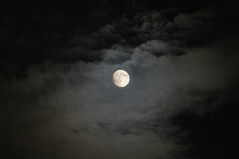고라니가 소리 지르는 모습은 달도 지켜보았다.