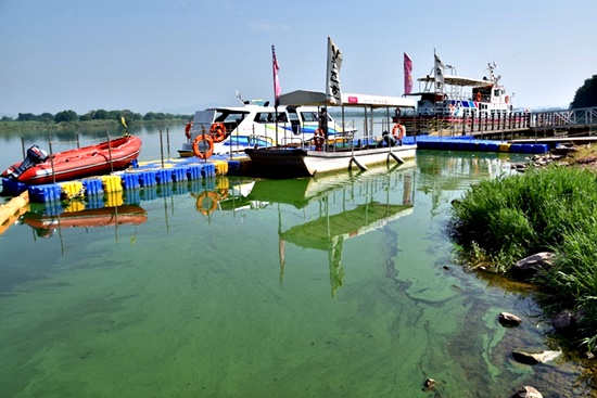 극심한 녹조가 창궐한 8월 1일 낙동강 화원유원지 앞. 달성군에서 운항하는 유람선과 쾌속선이 선착장에 정박해 있다