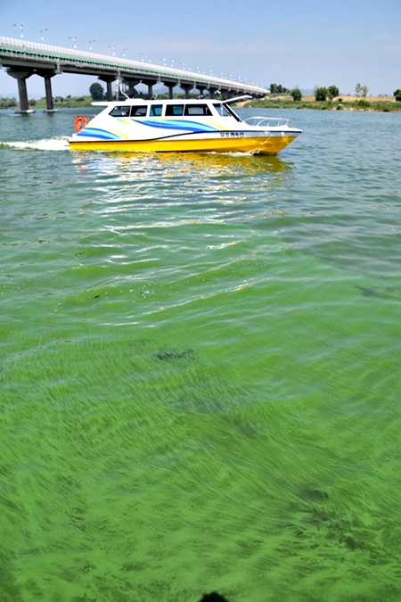 극심한 녹조가 발생한 대구 화원유원지 앞 낙동강에서 달성군이 선보인 쾌속선이 시범운항을 하고 있다