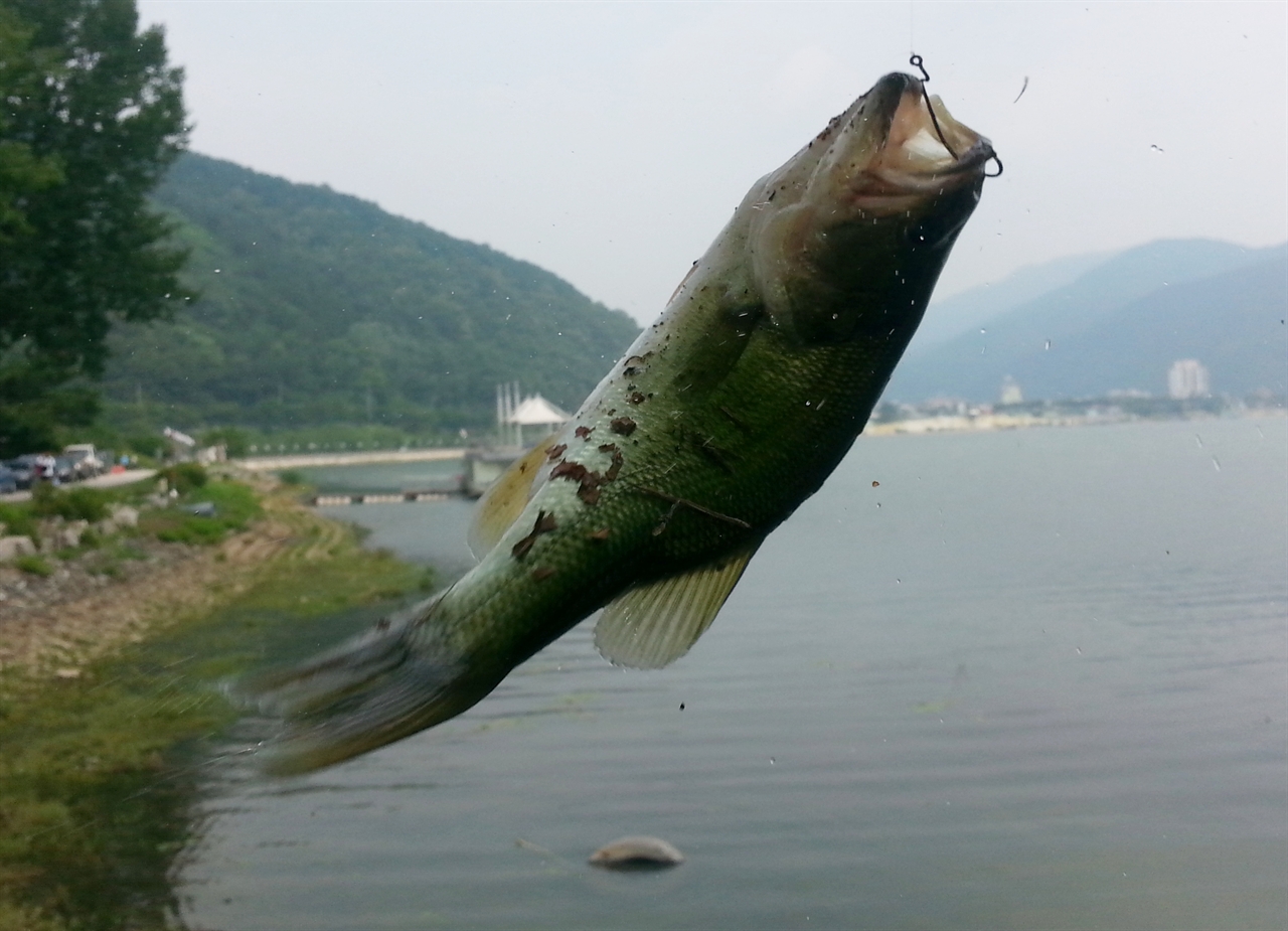 배스. 배스 튀김 요리에서 가장 중요한 건 배스를 잡는 일이라고 했다.