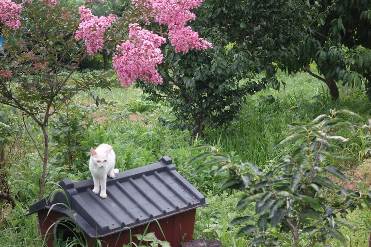         시골집 정원에서 노는 고양이