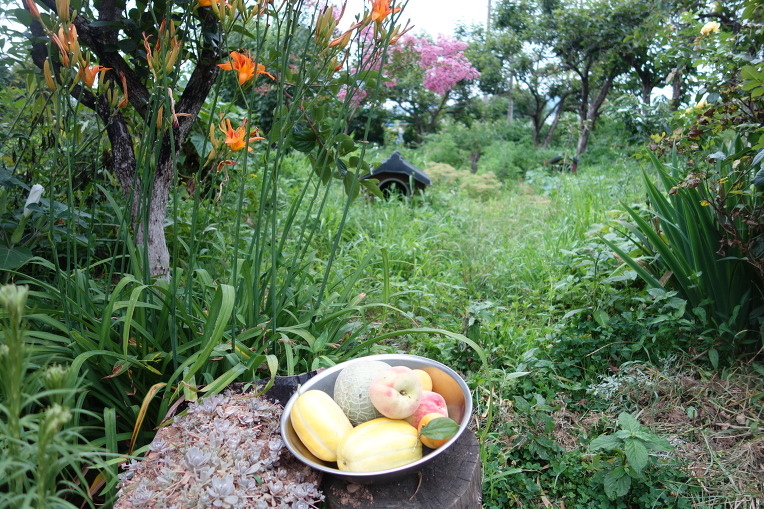        시골집 정원에서 얻은 과일