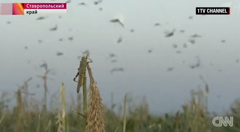 러시아 농작 지역의 메뚜기 떼 습격 피해를 보도하는 CNN 뉴스 갈무리.