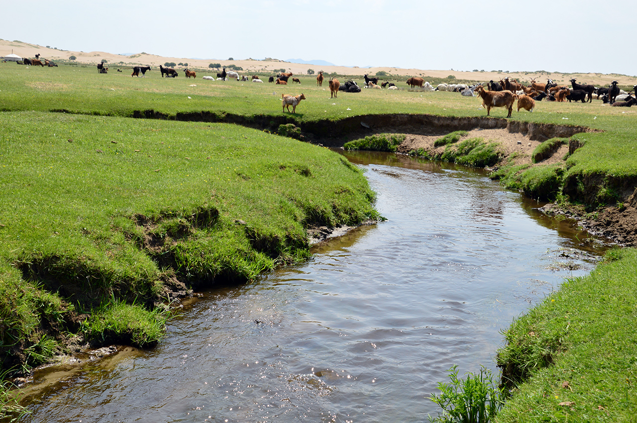 초원의 개울은 몽골 가축들에게는 젖줄과 같은 물줄기이다.