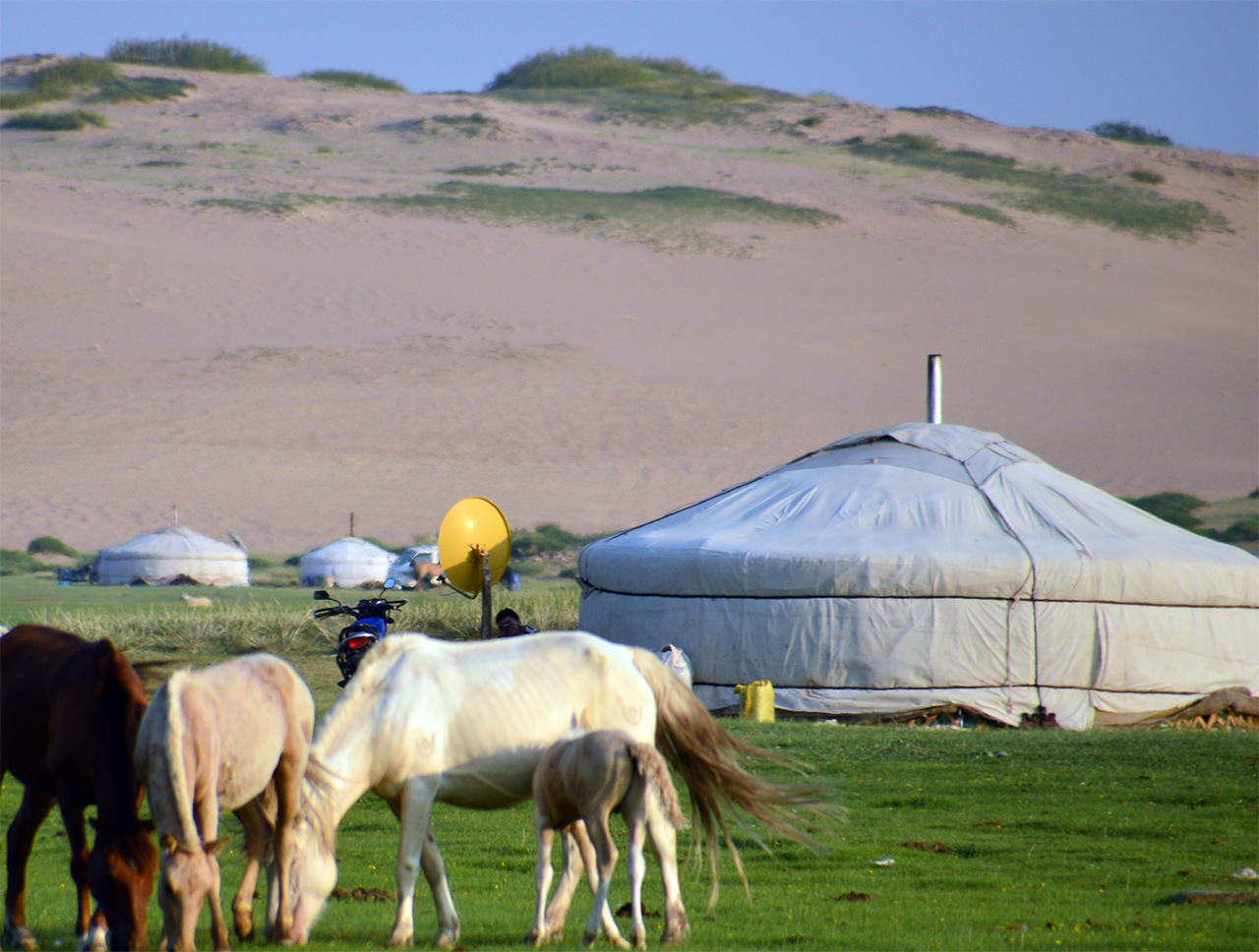 게르 주변의 가축들은 유목민 주인으로부터 보호를 받는다.