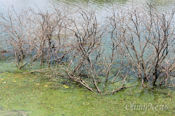 경남 창녕군 도천면 우상2구마을 소재 낙동강에서 자라던 '왕버들' 군락지가 최근 고사해 앙상한 가지만 드러내고 있다.