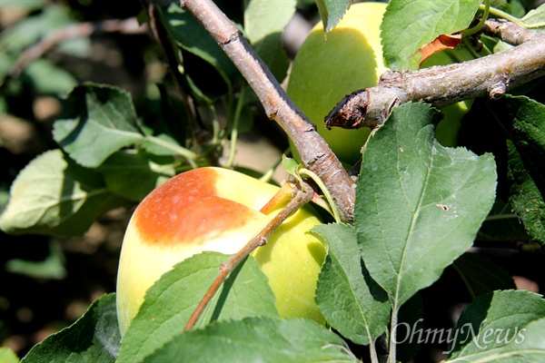 최근 기온이 35도 안팎을 오르내리는 가운데 과일도 피해를 입고 있다. 창원 한 과수원의 사과가 따가운 햇볕으로 병이 든 것처럼 되어 있다.