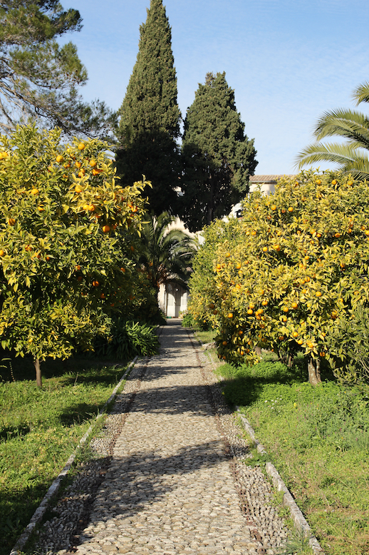 생폴드방스 수녀원 마당에 가득한 오렌지 나무들
