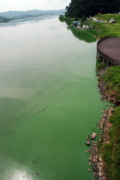 충남 부여군 웅포대교에서 바라본 금강은 녹조로 뒤덮여 있다. 성수기를 맞은 수상레저 선착장은 찾는 사람 없이 텅 비어있다.