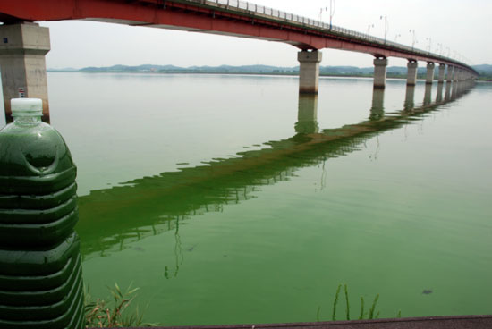 충남 부여군 웅포대교에서 바라본 금강은 녹조로 뒤덮여 있다. 