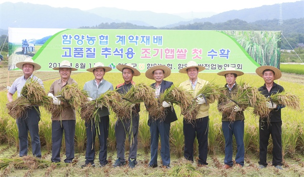  함양 추석햅쌀용 조생종벼 첫 수확.