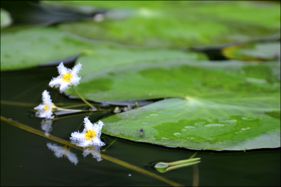 부석사 연못에 피어있는 어리연꽃