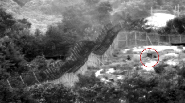 지난 4일 비무장지대(DMZ)에서 우리 군 수색대원 2명에게 중상을 입힌 지뢰폭발사고는 군사분계선(MDL)을 몰래 넘어온 북한군이 파묻은 목함지뢰가 터진 것으로 조사됐다. 합동참모본부가 이날 공개한 영상에 지뢰가 폭발한 뒤 수색대원이 부상한 동료를 후송하고 있다. 