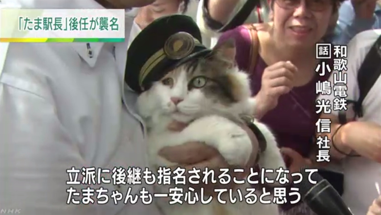 일본 와카야마현 기시역의 새 고양이 역장 임명식을 보도하는 NHK 뉴스 갈무리.
