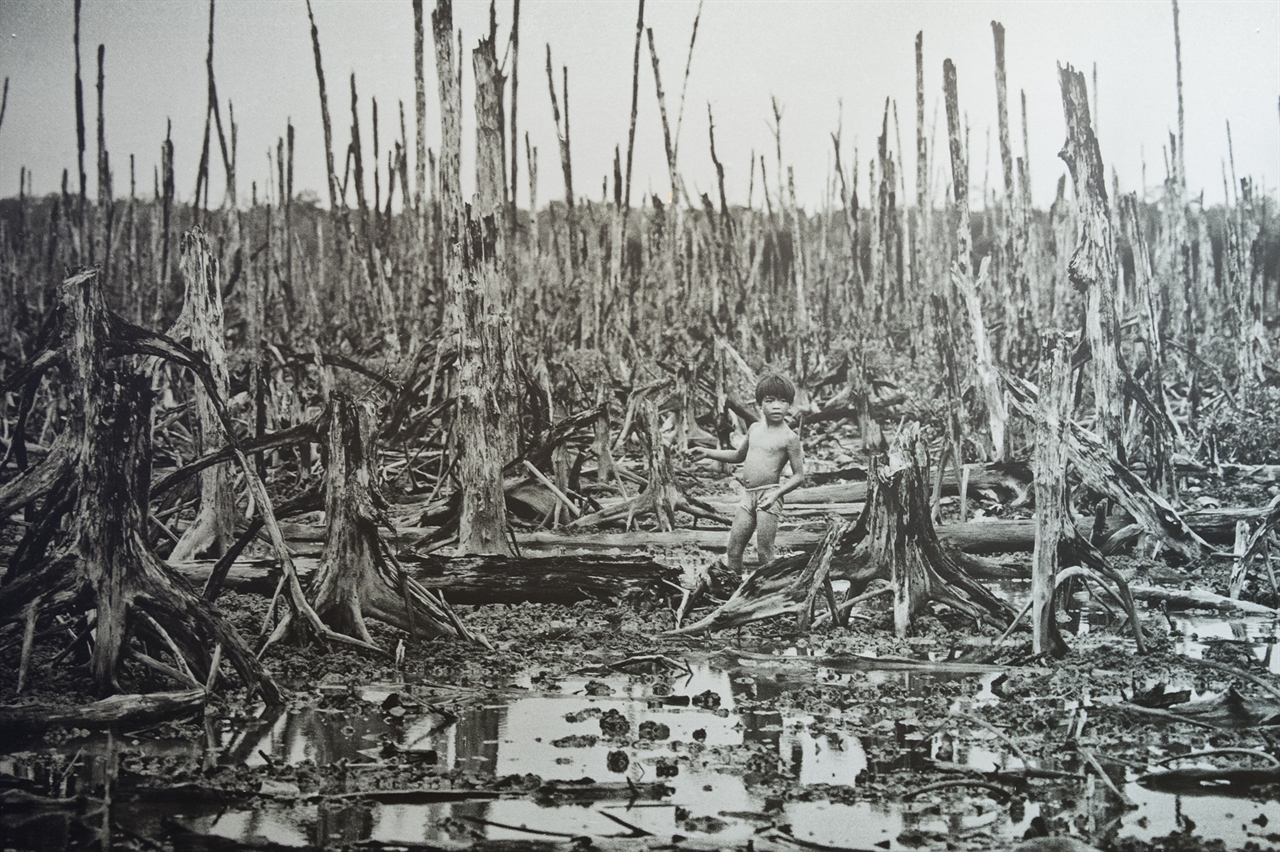베트남 전 당시 미군이 뿌린 고엽제로 베트남 자연 생태계가 초토화 되었다. 사진은 전쟁박물관에서 촬영.