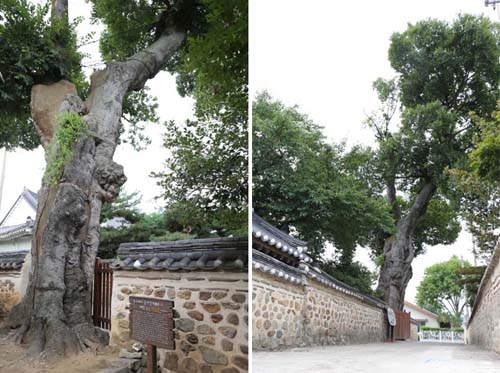 나주목사내아에 있는 벼락 맞은 팽나무. 왼편은 목사내아 안에서, 오른편은 담장 밖에서 본 모습이다.
