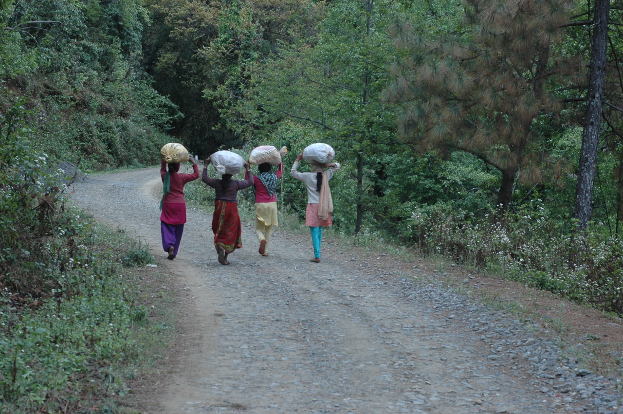 소의 먹이가 되는 나뭇잎을 이고 가는 인도 여성들