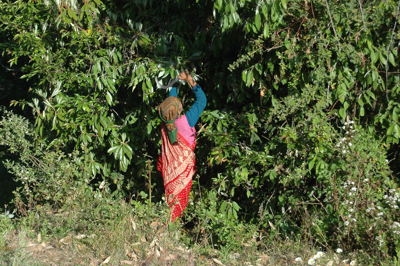 소를 먹이기 위해 나뭇잎 무성한 가지를 치고 있는 여성