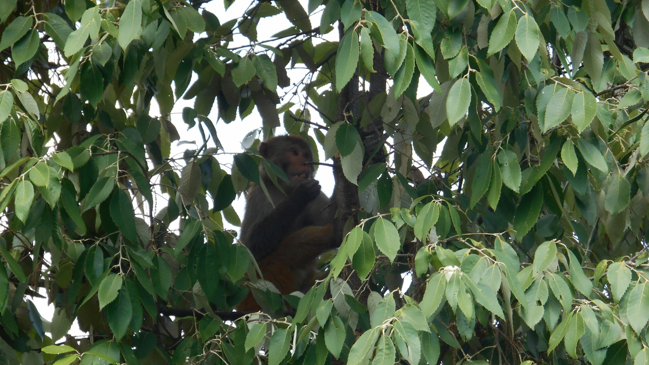 참나무에 올라가 도토리를 따먹고 있는 원숭이