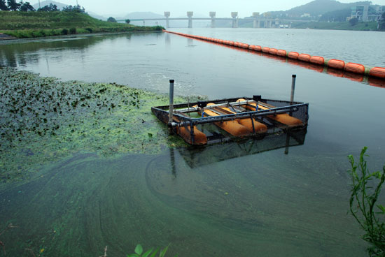 공주보 상류 수상공연장 마이크로버블기 주변에 마름 수초와 녹조가 뒤섞여 있다.