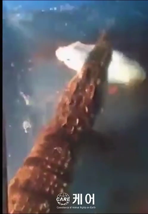 지난 7월 14일, 동물보호단체 '케어'는 자신의 애완용 악어에게 살아있는 토끼와 기니피그를 먹이로 준 남성을 동물보호법 위반 혐의로 경찰에 고발했다. 사진은 ‘케어’가 공개한 동영상 화면 캡처. 