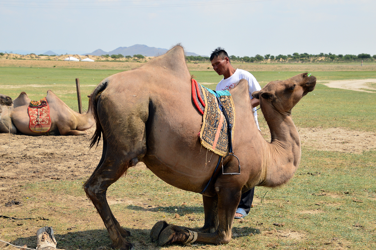 낙타 주인이 낙타의 무릎을 꿇린 후 낙타 등에 탈 수 있도록 도와준다.