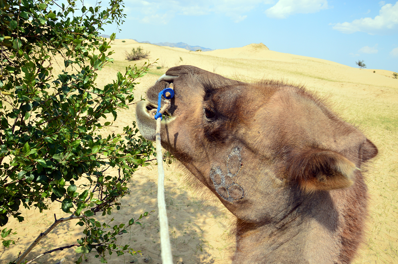 낙타들은 힘든 여정 중에 나뭇잎을 만나 간식을 먹는 휴식시간을 즐긴다.