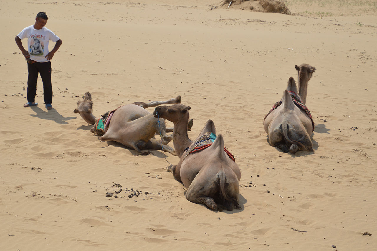 낙타 한 마리가 모기를 떼어내기 위해 사막 위에서 뒹굴고 있다.