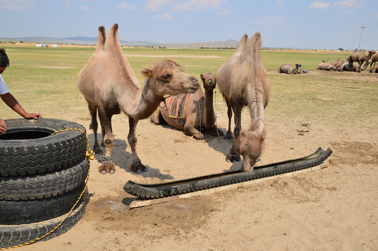 낙타 주인은 한여름 더위 속에서 낙타들에게 시원한 물을 공급해 준다. 
