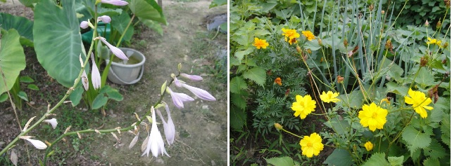             비비추와 노란 코스모스입니다. 이처럼 꽃을 가꾸는 사람도 있습니다.