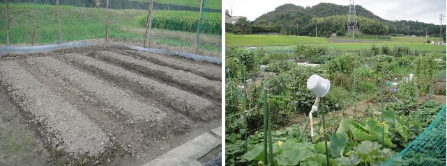  　　　무와 배추 씨를 심기 위해서 잘 가꾸어 놓은 밭과 전체 모습입니다.