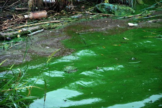 곤죽으로 변한 녹조는 주변의 모든 사물까지 녹색으로 물들였다.