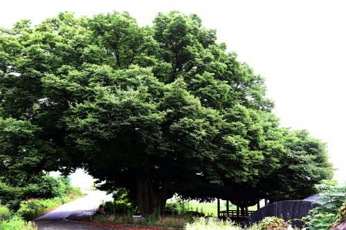 고내마을에서 박실마을로 가는 길에 만나는 감동마을 느티나무. 수령 380년을 자랑한다.
