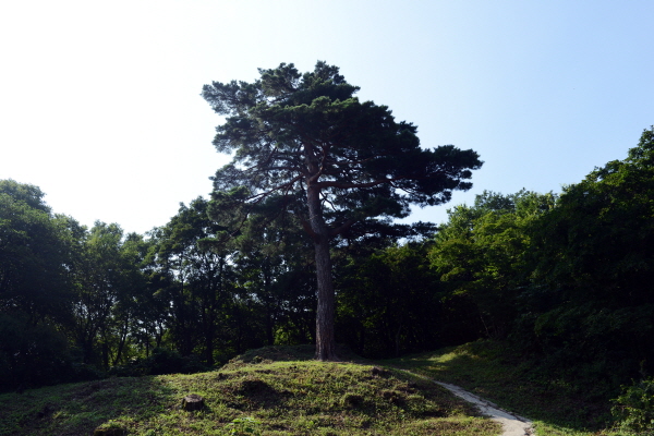 '건봉사 소나무'란 이름을 단 이 소나무는 적멸보궁으로 가는 길목 좌측 산등성이에 자리하고 있다.