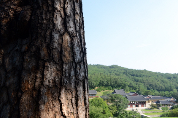 건봉사 전경 건봉사 소나무에서 본 건봉사 전경.