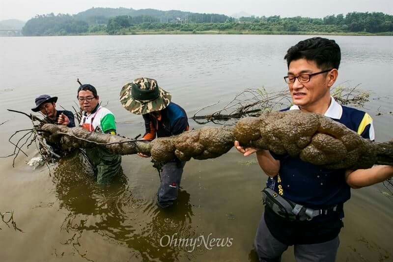 초대형 큰빗이끼벌레, 합친 몸체의 크기가 무려 3m50cm, 공주보 상류 1킬로미터 지점에서 발견.