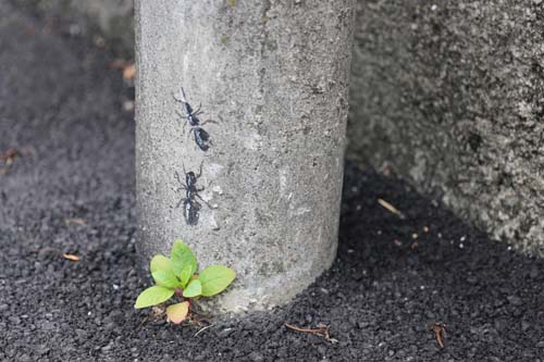 마을의 전봇대에는 개미가 그려져 있다. 무심코 지나치면 눈에 잘 보이지 않는 게 서원마을 벽화의 특징이다.